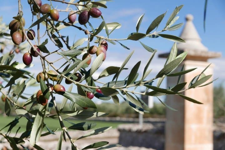 Martina Franca Olive Oil Mill Tour and Tasting