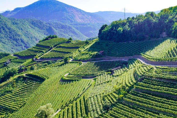 Wine tasting and light lunch: the flavors of the Cembra Valley